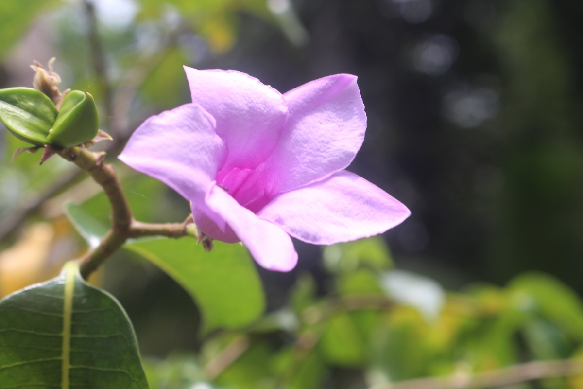 Cryptostegia madagascariensis Bojer ex Decne.